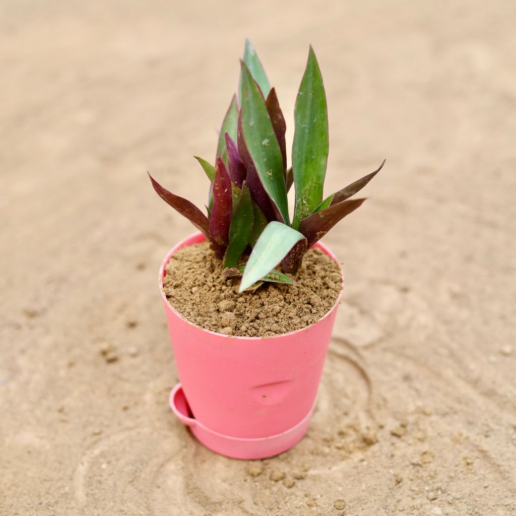 Rhoeo / Durangi in 4 Inch Pink Florence Self Watering Pot