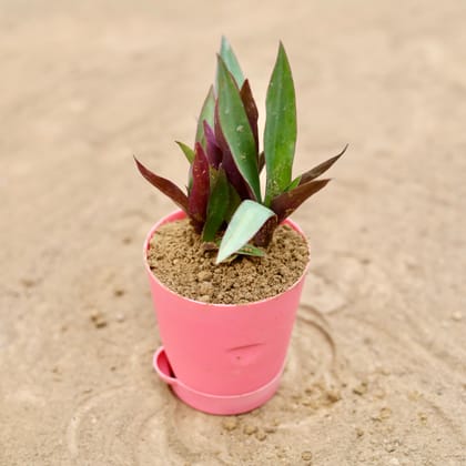 Buy Rhoeo / Durangi in 4 Inch Pink Florence Self Watering Pot Online | Urvann.com