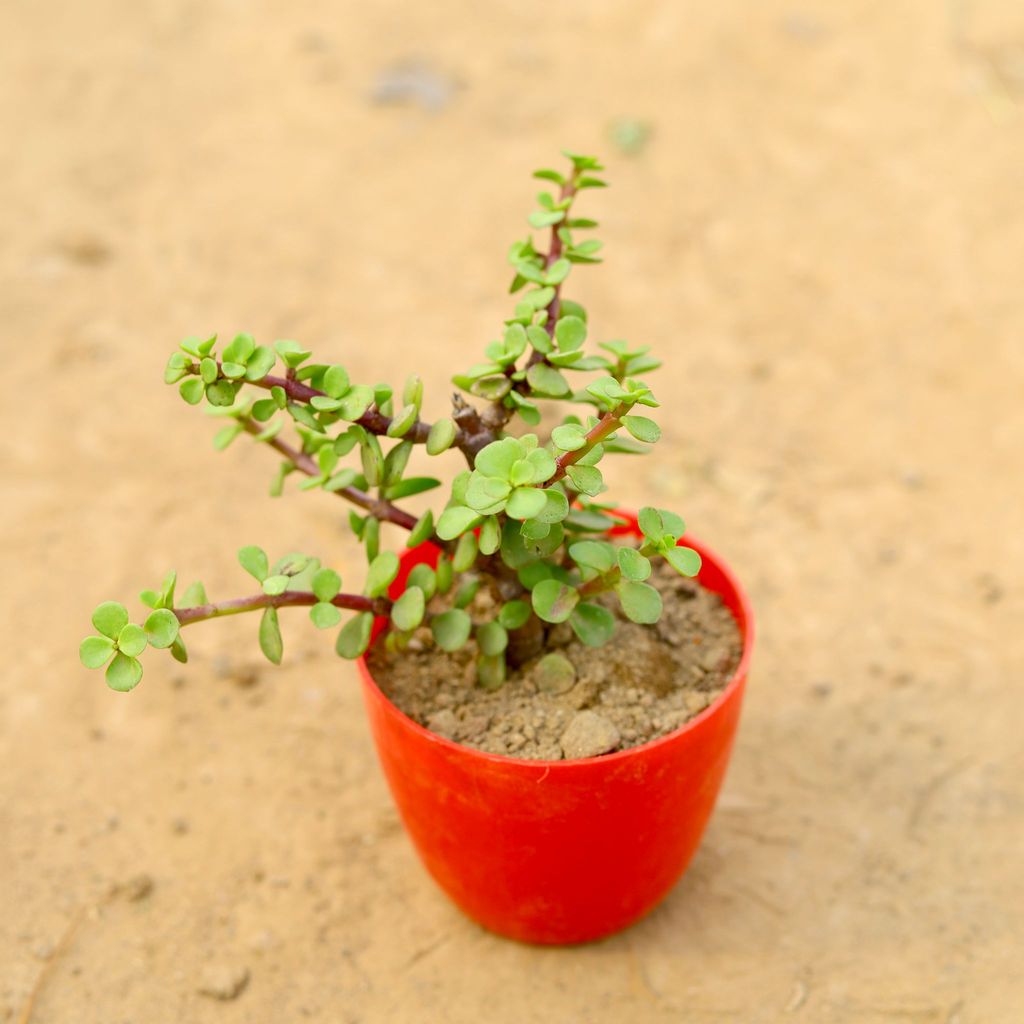 Jade in 4 Inch Red Premium Orchid Square Plastic Pot