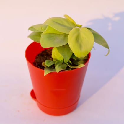 Buy Oxycardium Golden in 4 Inch Red Florence Self Watering Pot Online | Urvann.com