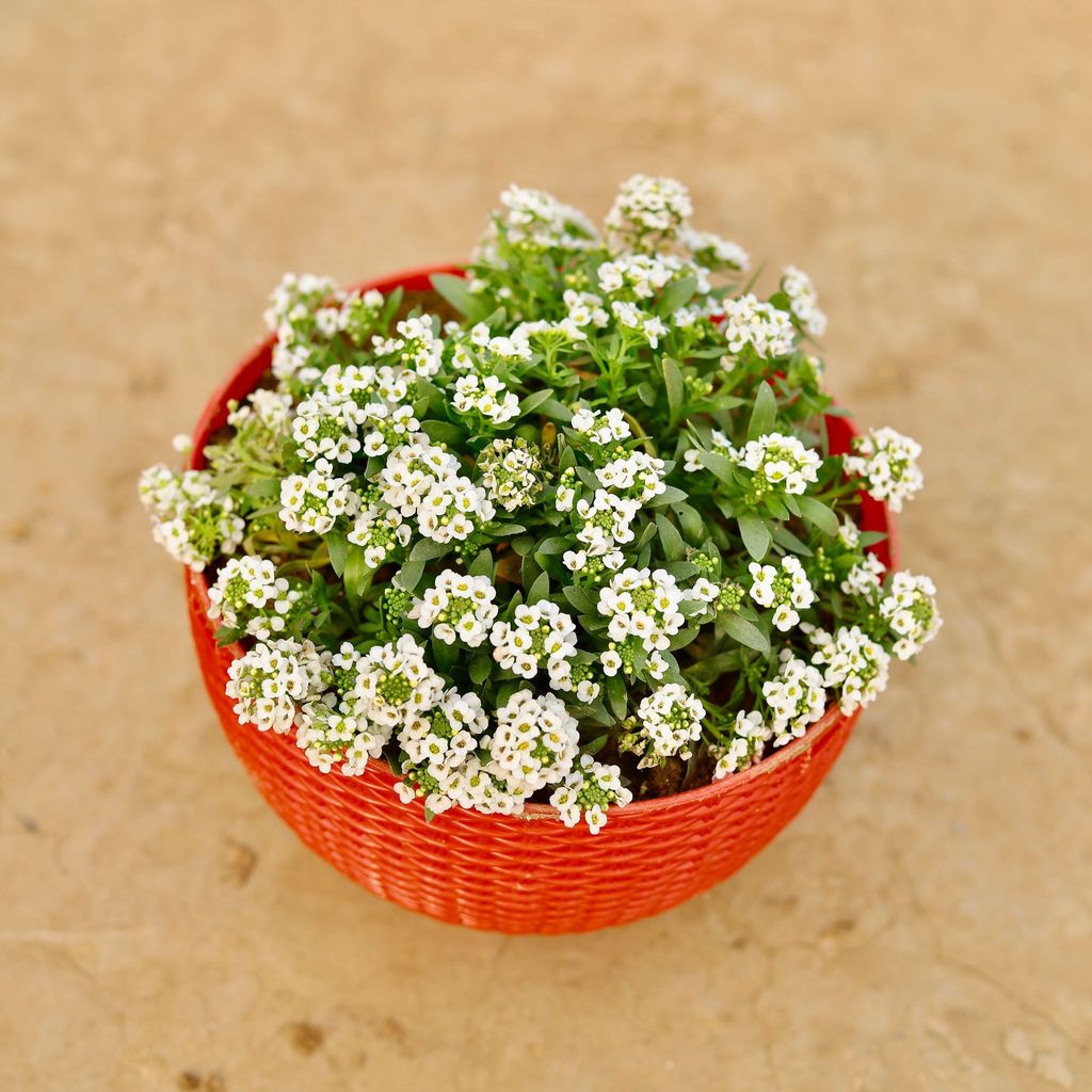 Alyssum (any colour) in 7 X 4.5 Inch Red Premium Euro Plastic Hanging Basket