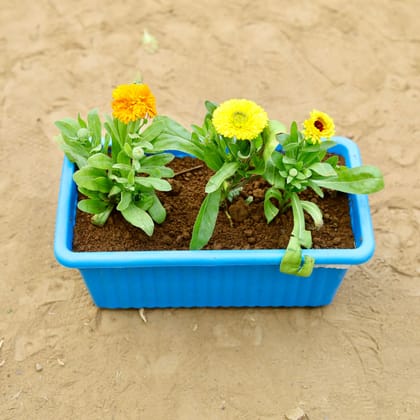 Buy Calendula (Any Colour) in 14 inch Blue Premium Jupiter Rectangular Window Planter Online | Urvann.com