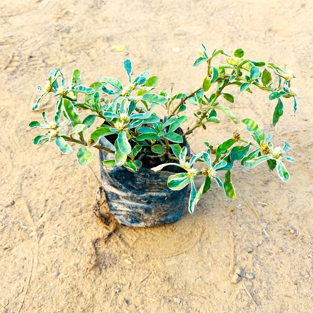 Alternanthera Vareigated in 3 inch Nursery Bag