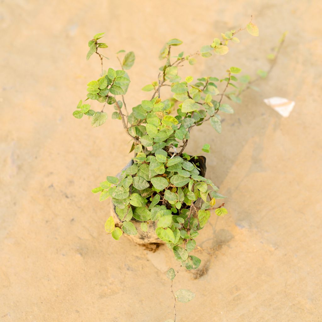 Creeping Fig / Chipkali Bel in 4 Inch Nursery Bag