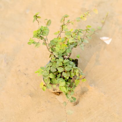 Buy Creeping Fig / Chipkali Bel in 4 Inch Nursery Bag Online | Urvann.com