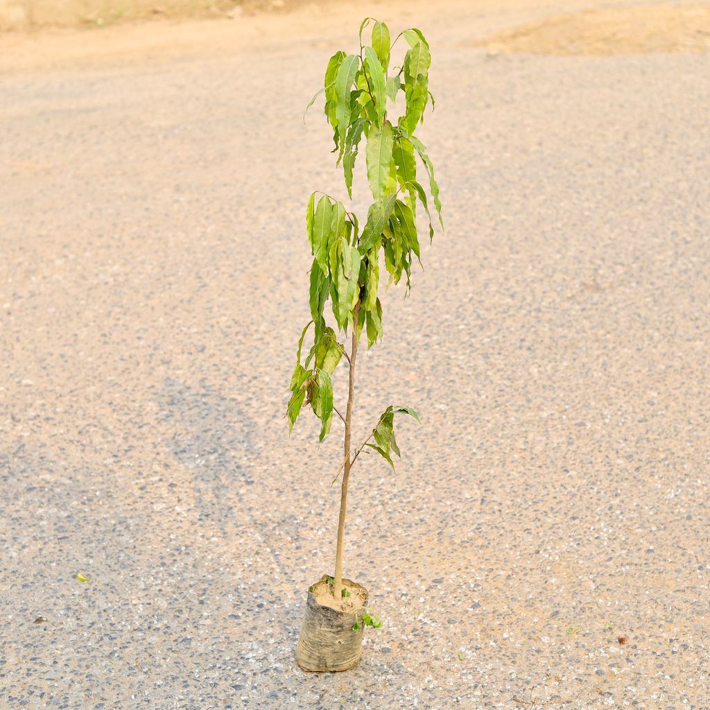 Ashoka Plant  in 6 Inch Nursery Bag