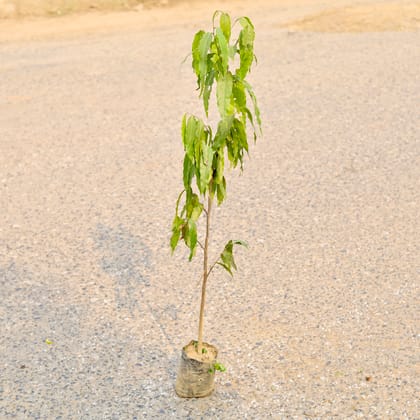 Buy Ashoka Plant  in 6 Inch Nursery Bag Online | Urvann.com