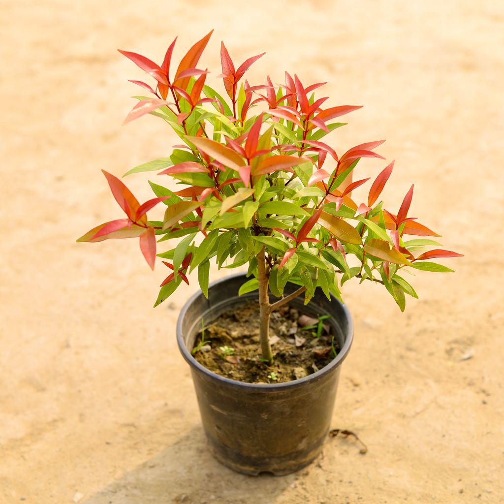 Syzygium / Christina Ficus  in 6 Inch Nursery Pot