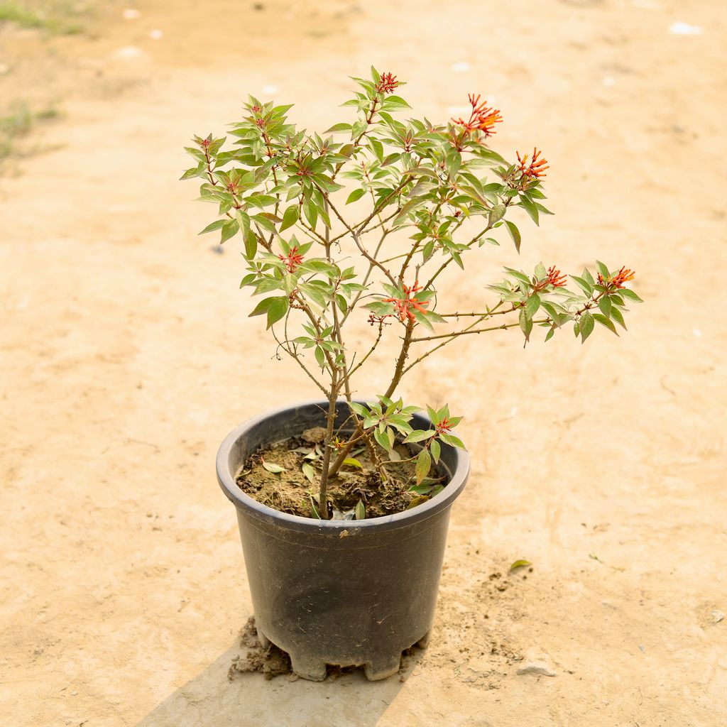 Hamelia / Firebush (Any Colour) in 8 Inch Nursery Pot