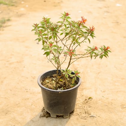 Buy Hamelia / Firebush (Any Colour) in 8 Inch Nursery Pot Online | Urvann.com