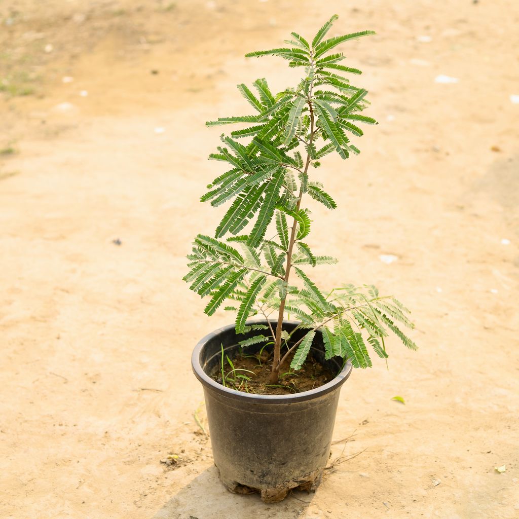 Amla / Indian Gooseberry in 8 Inch Nursery Pot