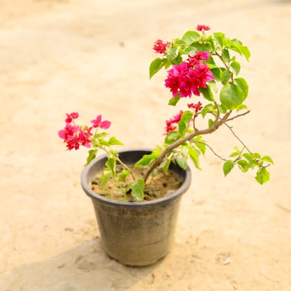 Buy Bougainvillea Pink in 8 Inch Nursery Pot Online | Urvann.com