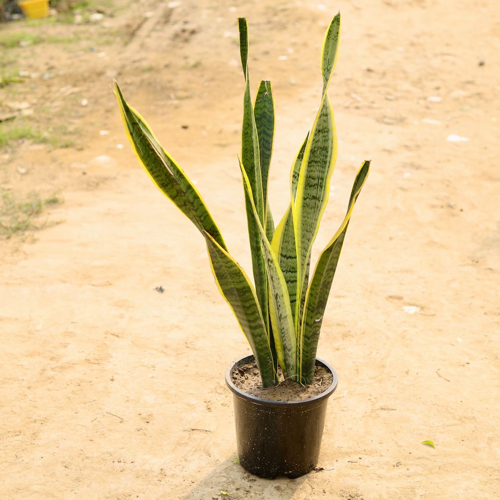 Snake Golden in 6 Inch Nursery Pot