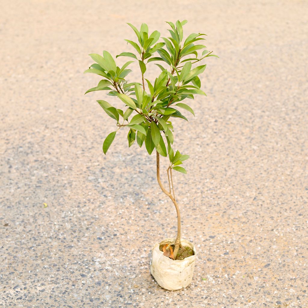 Chiku / Sapodilla in 4 Inch Nursery Bag