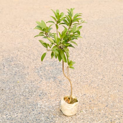 Buy Chiku / Sapodilla in 4 Inch Nursery Bag Online | Urvann.com