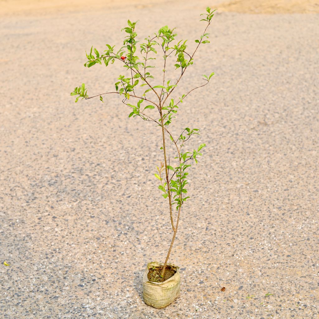 Anar / Pomegranate in 4 Inch Nursery Bag