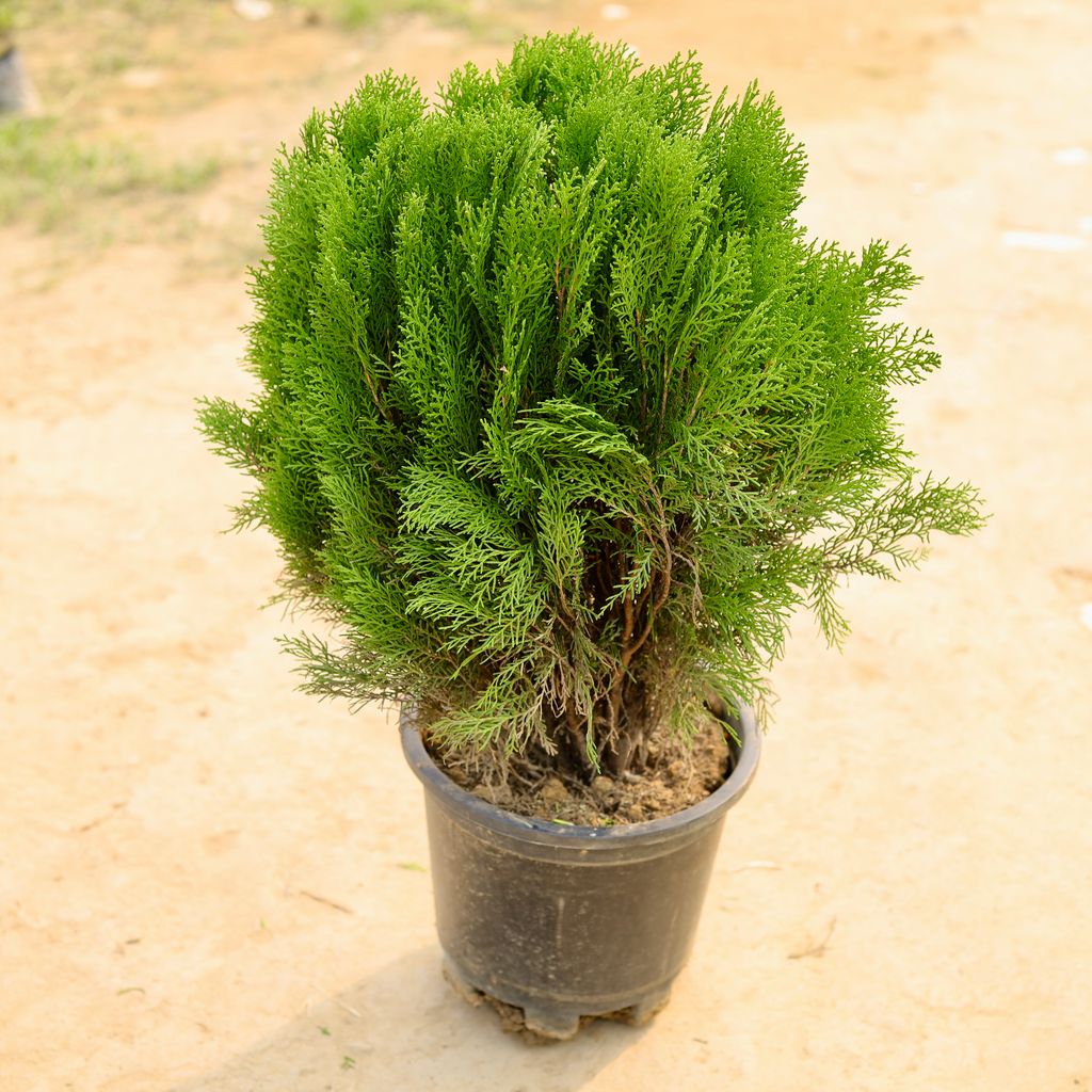 Morpankhi in 10 Inch Nursery Pot