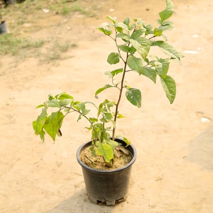 Buy Belpatra  in 10 Inch Nursery Pot Online | Urvann.com