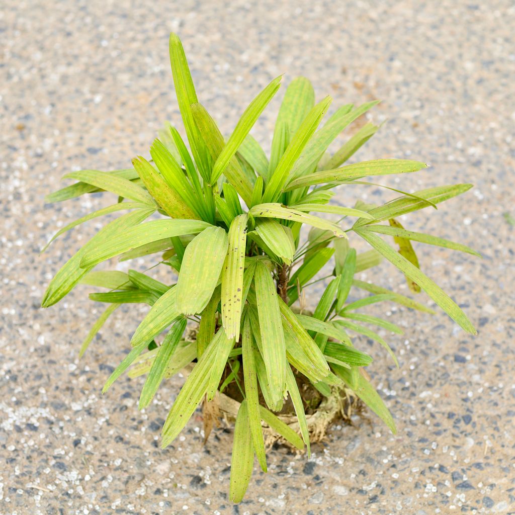 Raphis Palm  in 6 Inch Nursery Bag