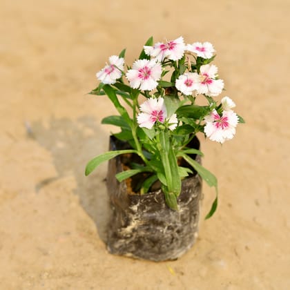 Buy Dianthus (Any Colour) in 4 Inch Nursery Bag Online | Urvann.com