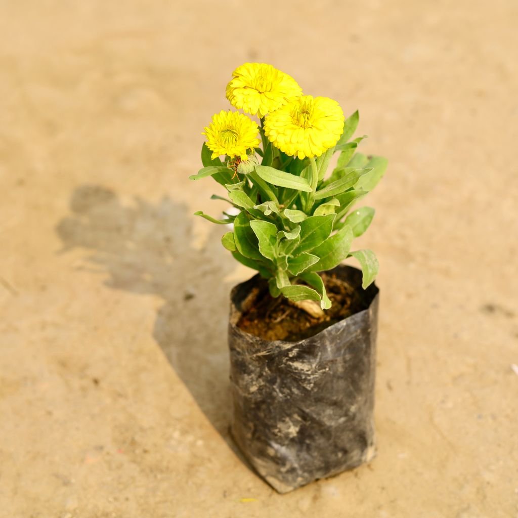 Calendula (Any Colour) in 4 Inch Nursery Bag