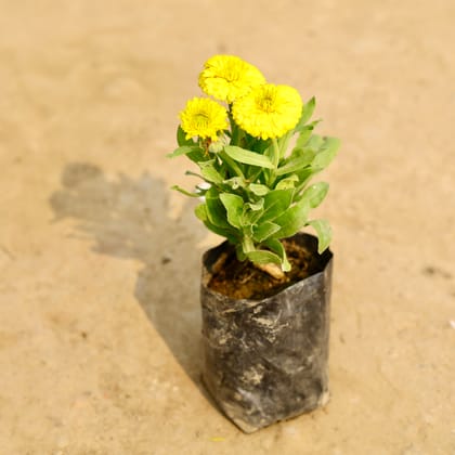 Buy Calendula (Any Colour) in 4 Inch Nursery Bag Online | Urvann.com