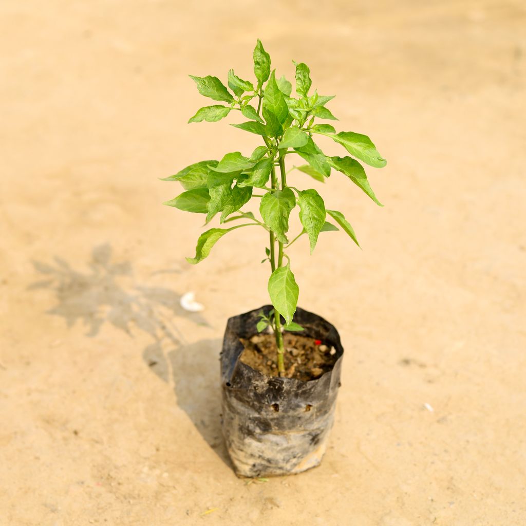 Chilli / Mirchi Plant in 4 Inch Nursery Bag