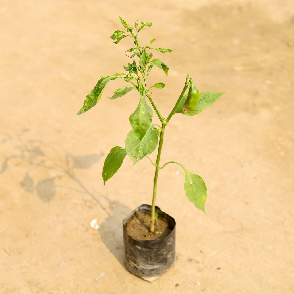 Chilli / Mirchi Plant in 4 Inch Nursery Bag