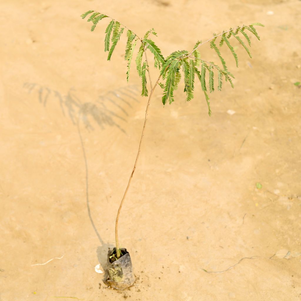 Amla / Indian Gooseberry in 4 Inch Nursery Bag