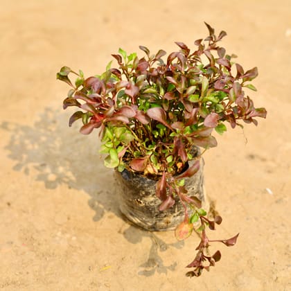 Buy Alternanthera Red in 4 Inch Nursery Bag Online | Urvann.com