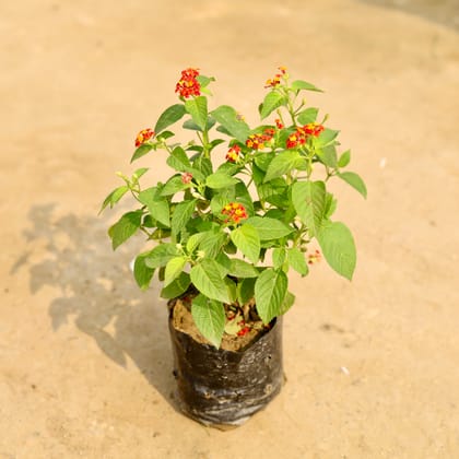 Buy Lantana Red in 4 Inch Nursery Bag Online | Urvann.com