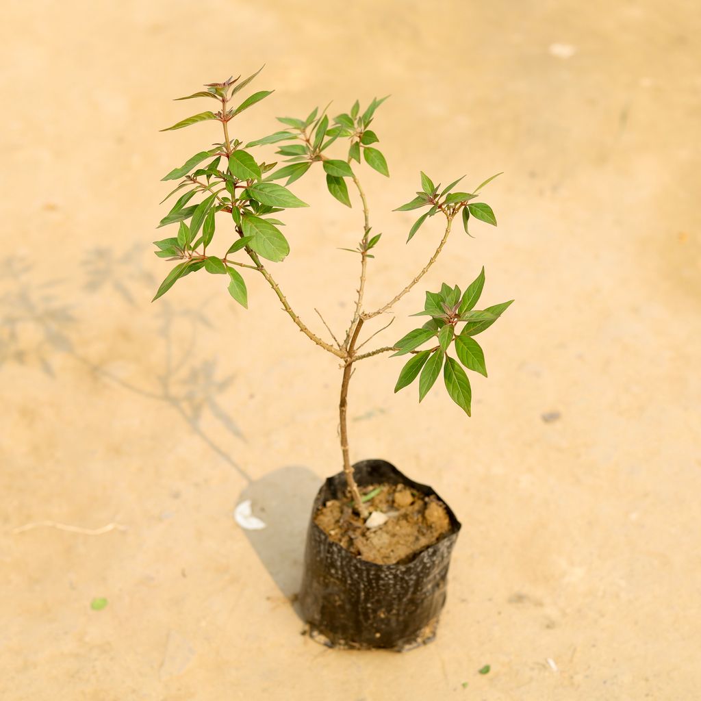 Hamelia / Firebush (Any Colour) in 4 Inch Nursery Bag