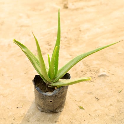 Buy Aloe Vera in 4 Inch Nursery Bag Online | Urvann.com