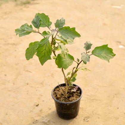 Buy Brinjal / Baigan in 5 Inch Nursery Pot Online | Urvann.com