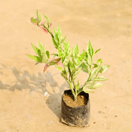 Buy Pedilianthus / Devil'S Backbone in 4 Inch Nursery Bag Online | Urvann.com