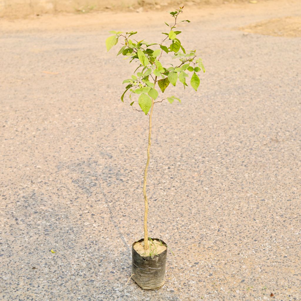 Belpatra  in 4 Inch Nursery Bag