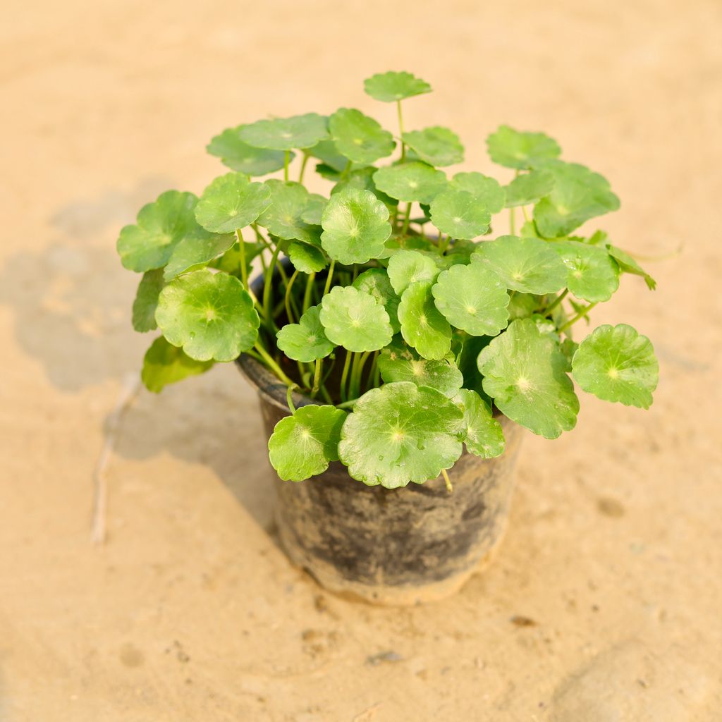 Brahmi Dollar / Pennywort / Coin Plant in 5 Inch Nursery Pot