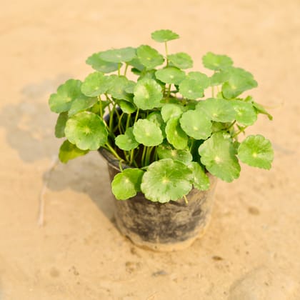 Buy Brahmi Dollar / Pennywort / Coin Plant in 5 Inch Nursery Pot Online | Urvann.com