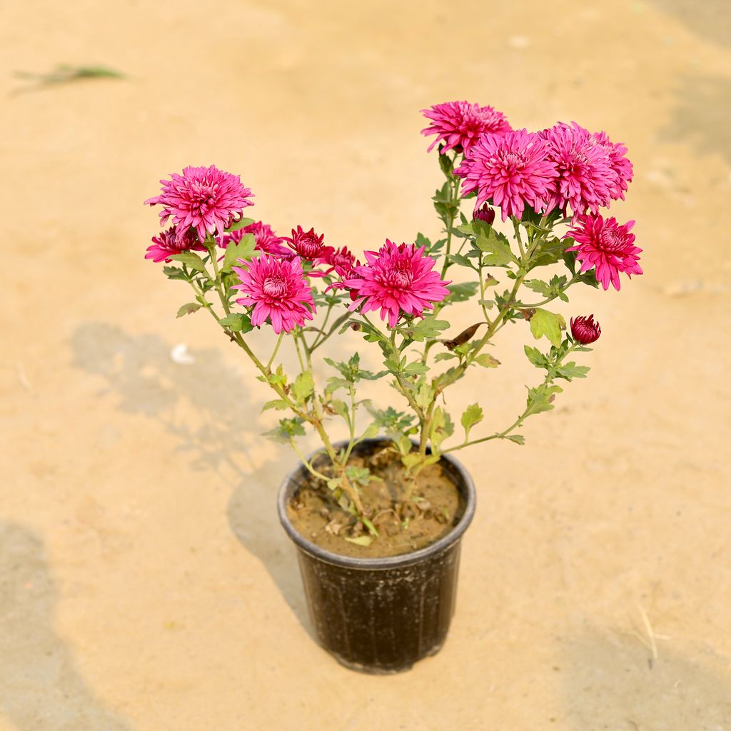 Chrysanthemum / Guldawari / Guldaudi (Any Colour) in 6 Inch Nursery Pot