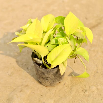 Buy Golden Money Plant in 4 Inch Nursery Pot Online | Urvann.com