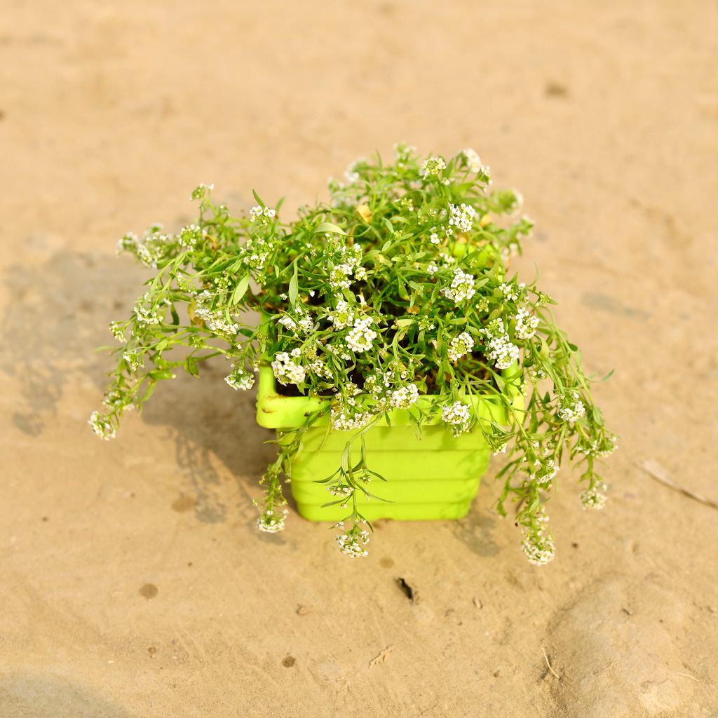 Alyssum White in 4 Inch Green Premium Orchid Square Plastic Pot