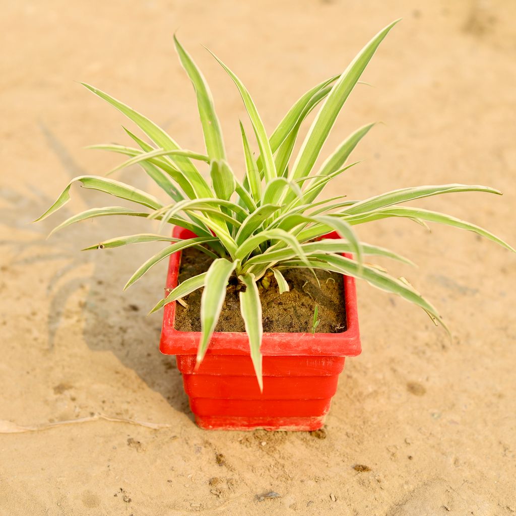 Spider in 4 Inch Red Premium Orchid Square Plastic Pot