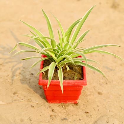 Buy Spider in 4 Inch Red Premium Orchid Square Plastic Pot Online | Urvann.com