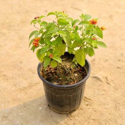 Buy Lantana Red in 6 Inch Nursery Pot Online | Urvann.com