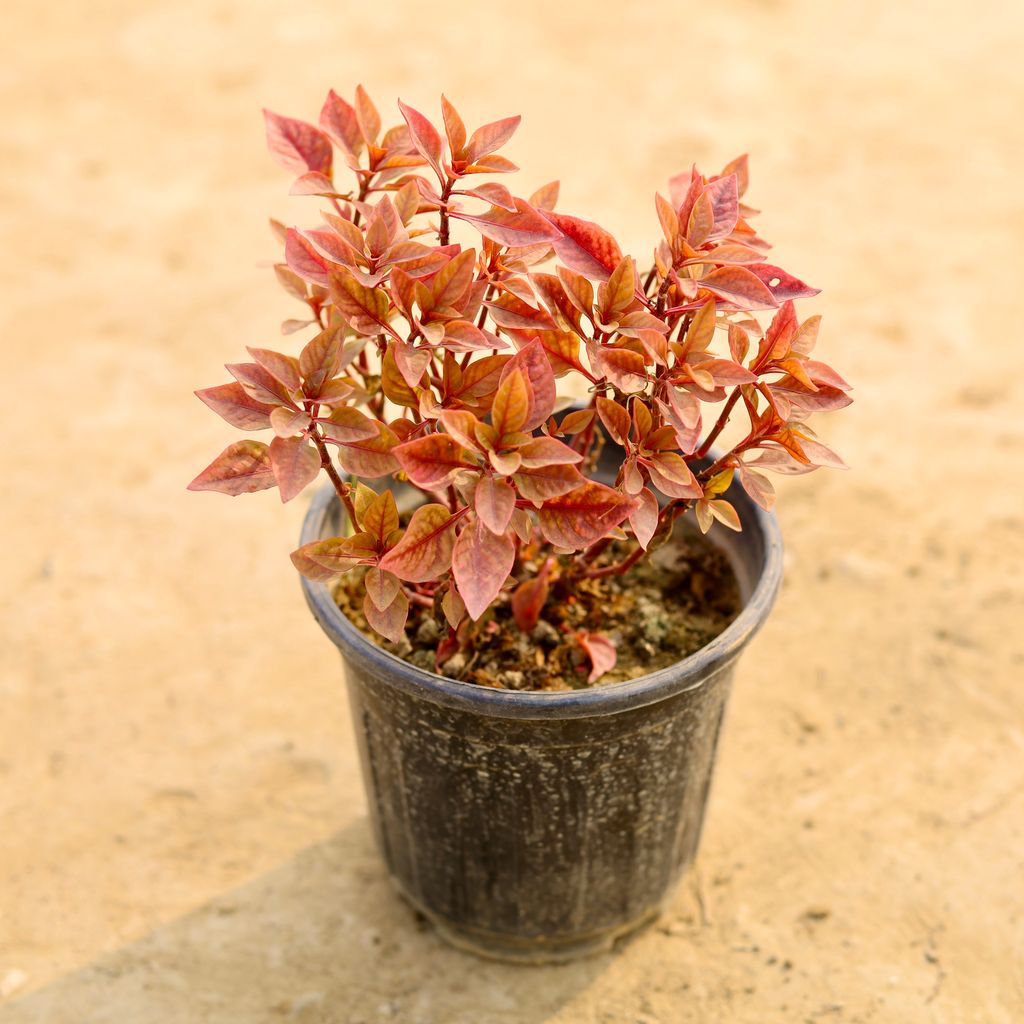 Alternanthera Red in 5 Inch Nursery Pot