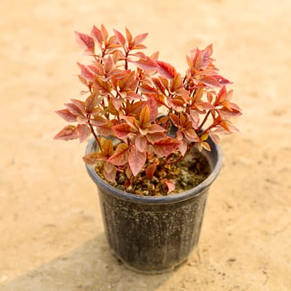 Buy Alternanthera Red in 5 Inch Nursery Pot Online | Urvann.com