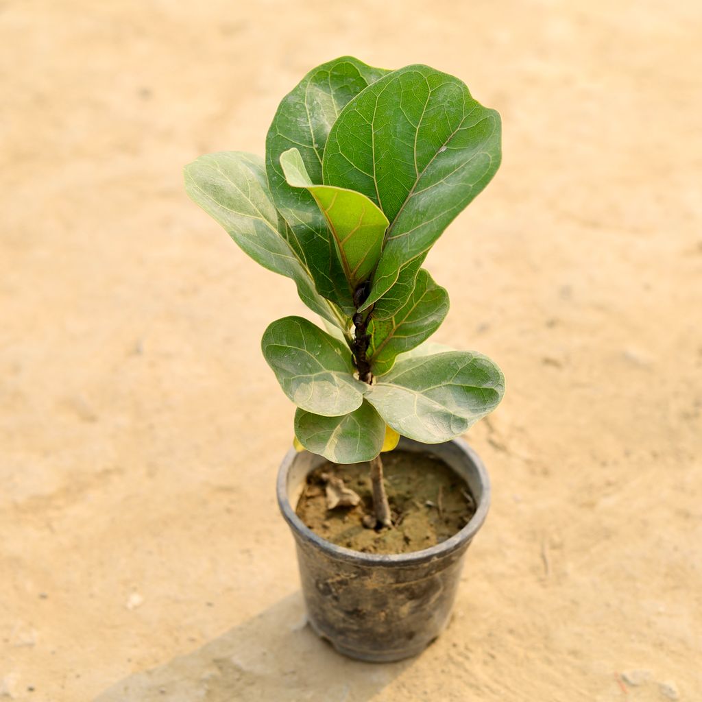 Fiddle Leaf Fig / Ficus Lyrata in 5 Inch Nursery Pot