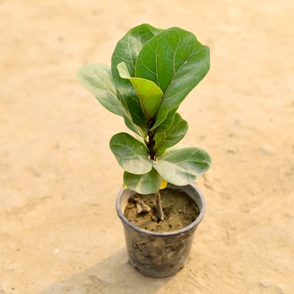 Buy Fiddle Leaf Fig / Ficus Lyrata in 5 Inch Nursery Pot Online | Urvann.com