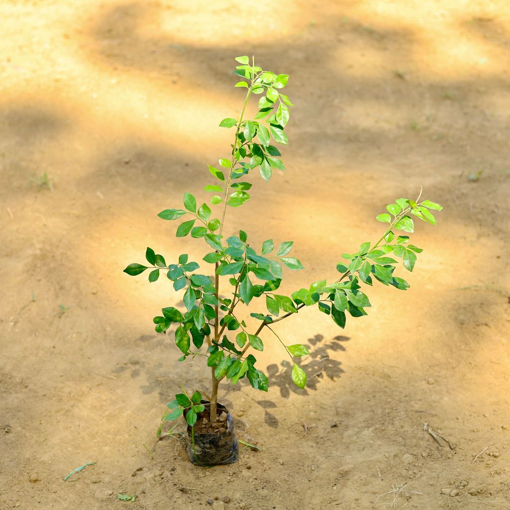 Kamini Dwarf Fragrant (~ 2 Ft) in 3 Inch Nursery Bag