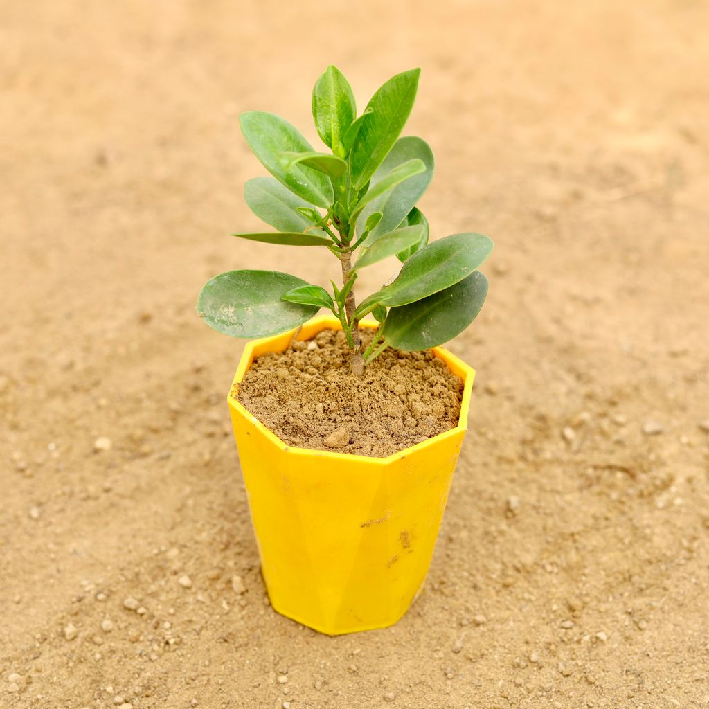 Ficus Green in 4 Inch Yellow Premium Diamanti Plastic Pot